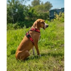 Lionto Hundegeschirr Rot S -Hochwertiger Tierbedarfsladen e1e5d7281bb54587c9cff27191ba403207d751ba 1505063 de DE 33ca4878bd99f4cd08d64587c69816d2bb9620798GDLth