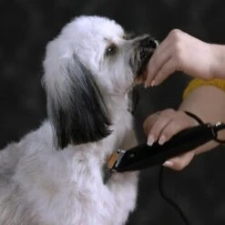 Moser Schermaschine REX -Hochwertiger Tierbedarfsladen e8038dbcc4727a75747f8832087092baa0fa43aa 187f5afc428e49269186b36ca7790ac3a42cb0ac