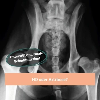 BeG Buddy Gelenk Fit Tabletten 8 BeG Buddy Gelenk Fit Tabletten – Bild 6