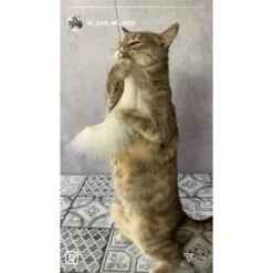 Kater Kasimir Premium Katzenangel Mit 4 Handgemachten Anhängern Aus Naturmaterial -Hochwertiger Tierbedarfsladen f5a0947d639de966c4125c979f26b15c23b5fa95 1408150 de DE aa9d1c169f7ec9191367c416c4b64e9770f966aeO7Adip