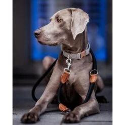 Freudentier Runde Hundeleine Aus Nylon -Hochwertiger Tierbedarfsladen f8f256cdaeb1acde6809a45a599bd9fdb3390343 1427873 de DE 6abe2bc9d23b4a9d0cec286f93299c2255c7c0f6NATb9C