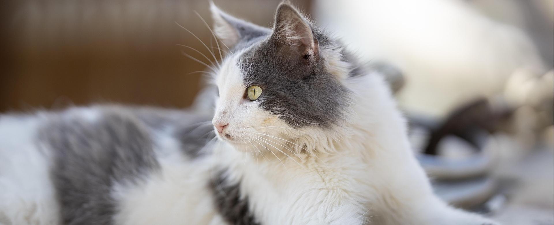 Hochwertiger Tierbedarfsladen -Hochwertiger Tierbedarfsladen cat 4769978 1920