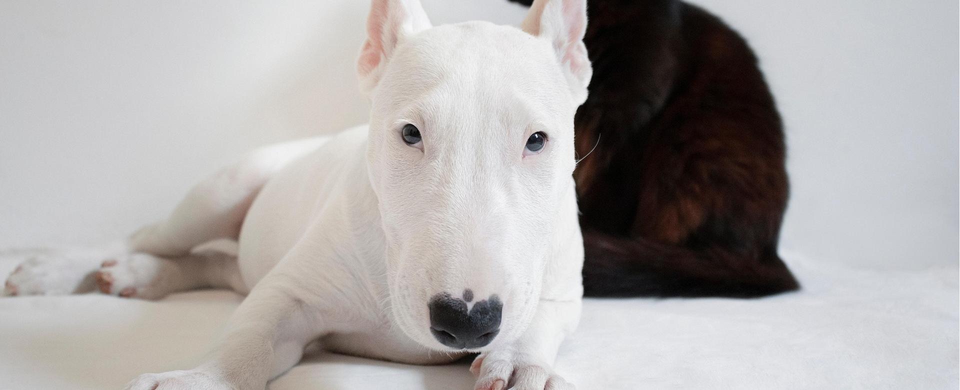 Hochwertiger Tierbedarfsladen -Hochwertiger Tierbedarfsladen dog 7174266 1920